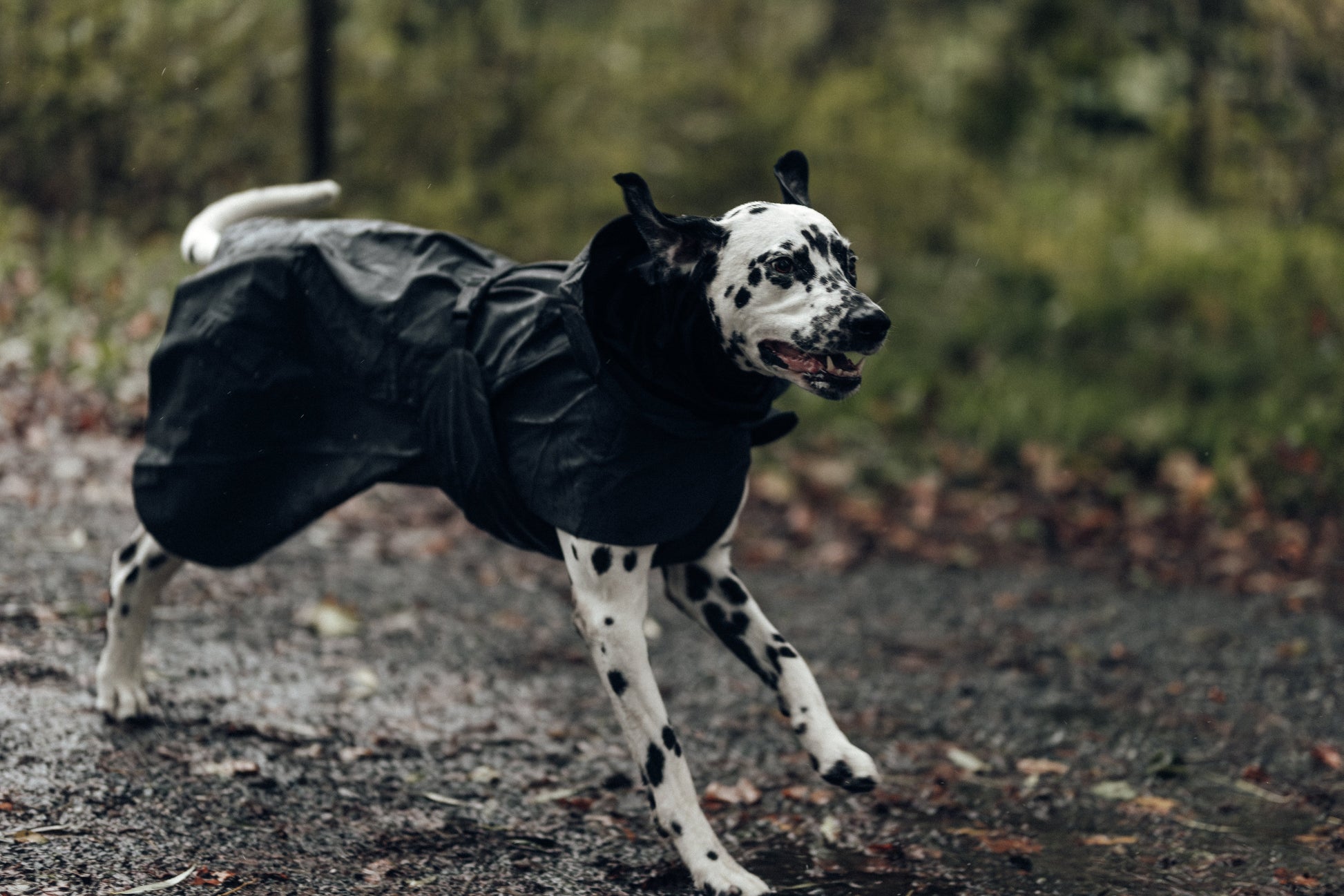 Award-winning PAIKKA Visibility Raincoat Dark for Dogs - Reflective Waterproof Coat with Wool Mix Lining