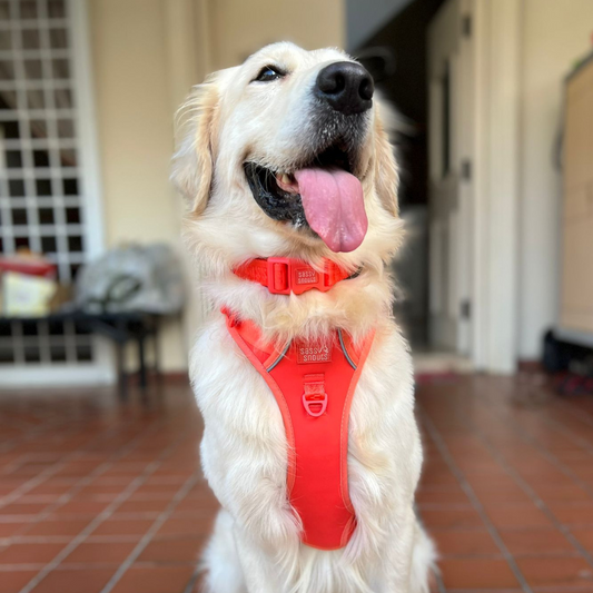 Sassy Snouts Signature Collar Caramel | Vermilion One Size