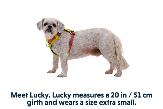 Ruffwear Hi & Light™ Dog Harness