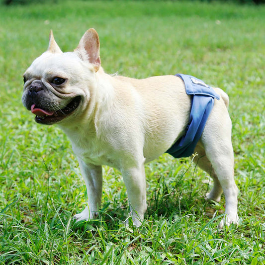 Reusable Male Dog Washable Diaper Wrap