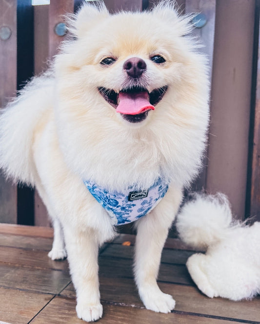 Pawrawrdise Enchanted Harness