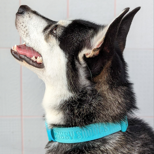 Sassy Snouts Signature Collar Turquoise | Sunflower 3 sizes