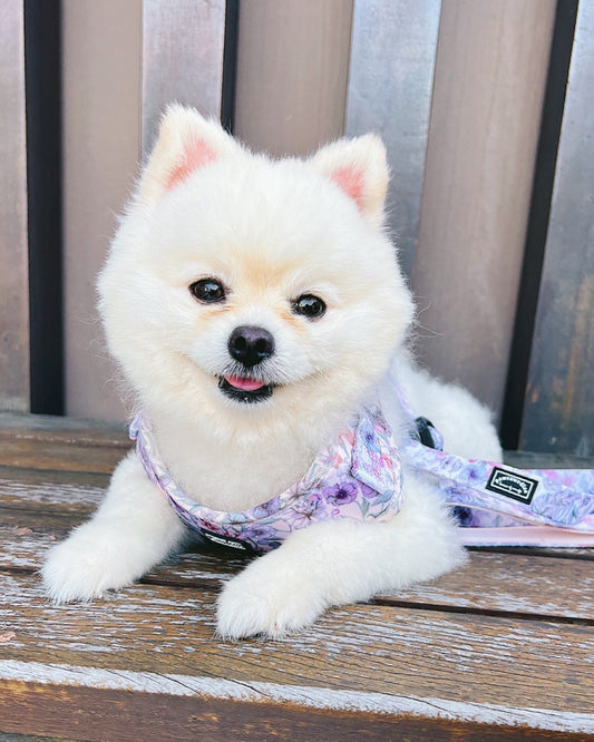 Pawrawrdise Whimsical Floral Harness