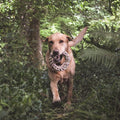 Beco Hemp Jungle Ring dog chew toy, large, natural hemp fibre lifestyle 2