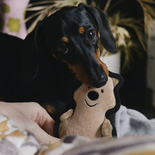 Beco Rough & Tough Quokka recycled dog chew toy lifestyle