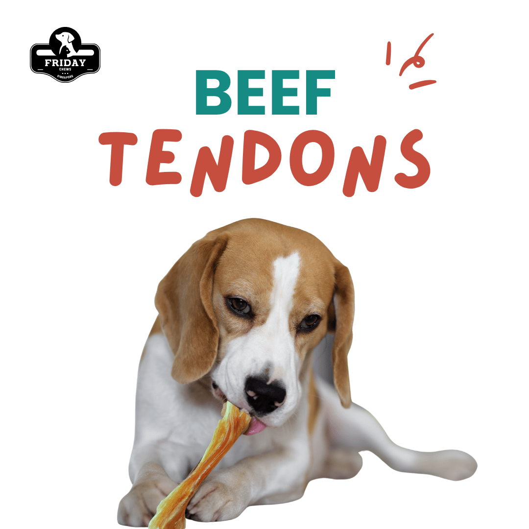 Dog eating a Friday Chew single ingredient beef tendon  