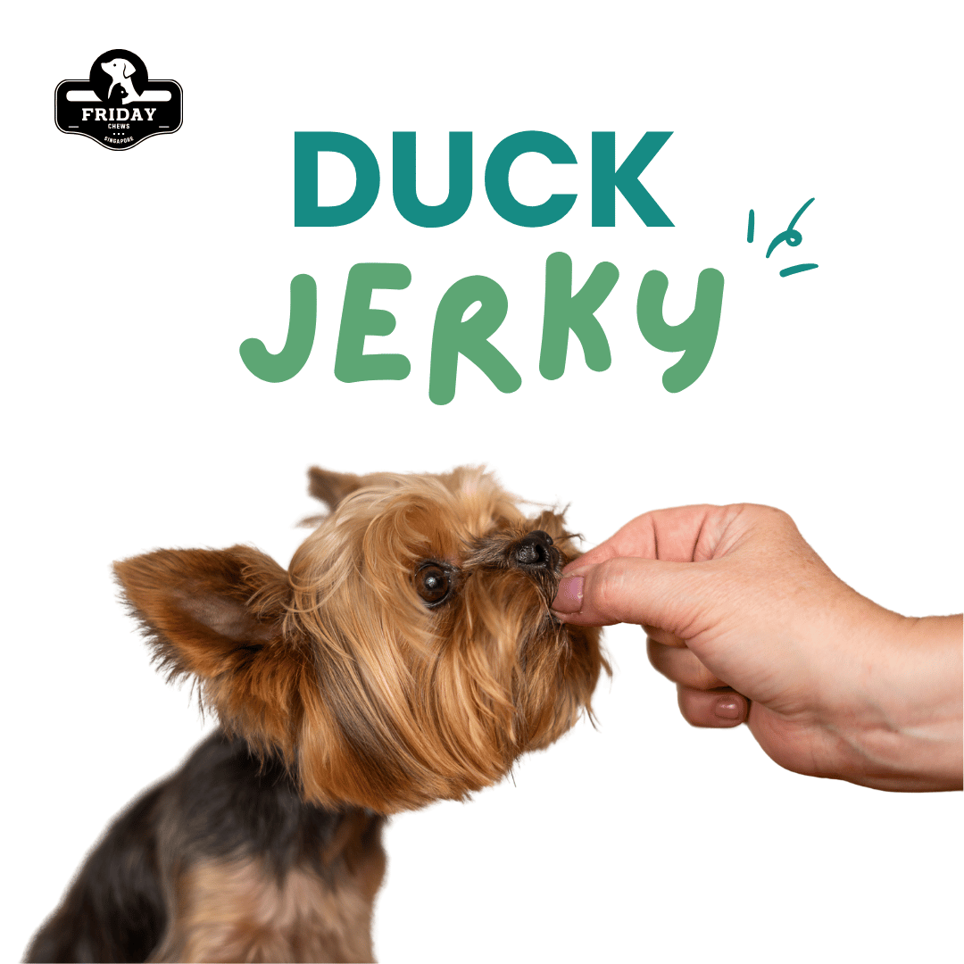 Dog enjoying dehydrated Duck Jerky 70g treats for dogs and cats with ingredients