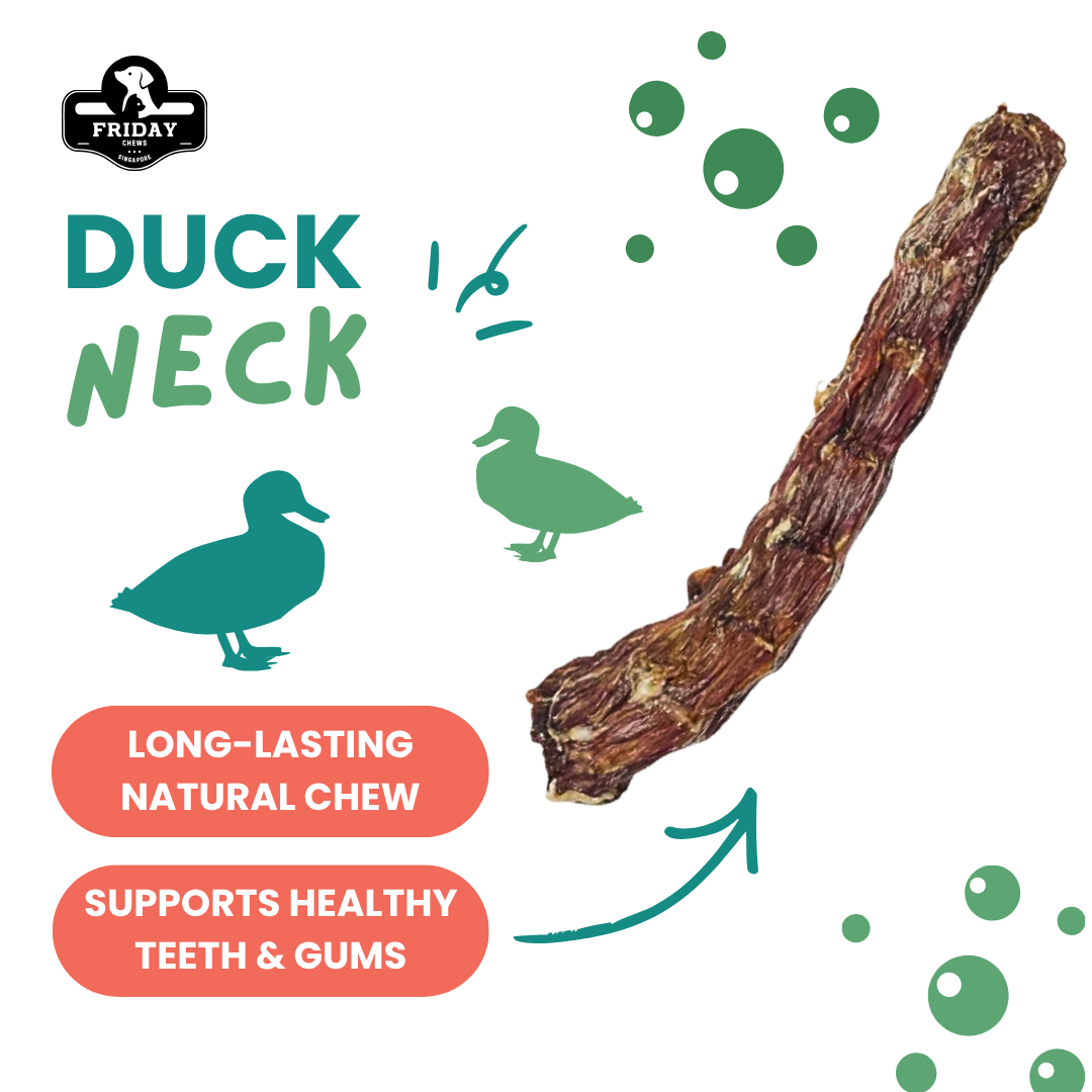 Whole dehydrated duck neck chew treat for dog with benefits