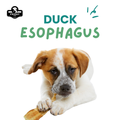 Dog eating Friday Chews Dehydrated Duck Esophagus 