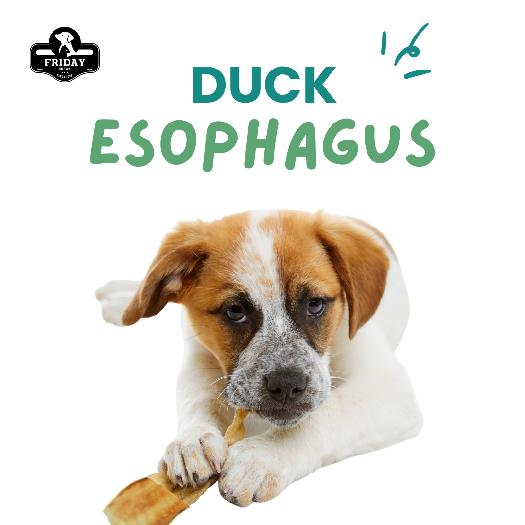 Dog eating Friday Chews Dehydrated Duck Esophagus 