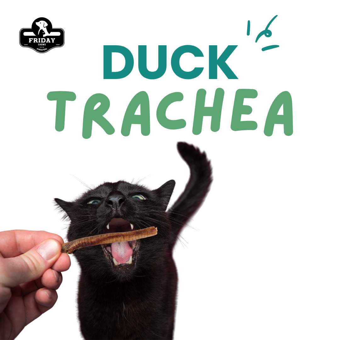 Dog eating Friday Chews Dehydrated Duck Trachea 20g natural dehydrated treat