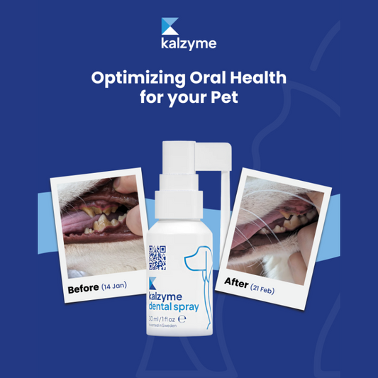 Kalzyme dental spray for pet dental health with 'Before' and 'After' images