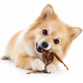Dog holding a Friday Chews dehydrated Quail Bird 