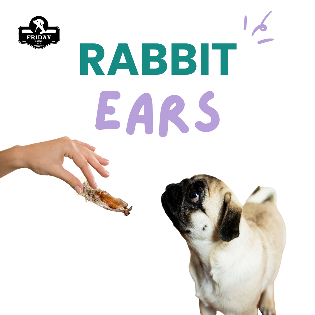 Dog with a rabbit ear treat and hand holding the dehydrated single-ingredient Rabbit Ear 