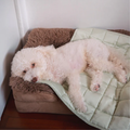 Dog sleeping on Komu Yuen bamboo cooling mat  