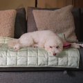 Dog lazing on Komu Yuen bamboo cooling mat 