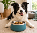 Friday Chews Green Lipped Mussels Dog treats lifestyle
