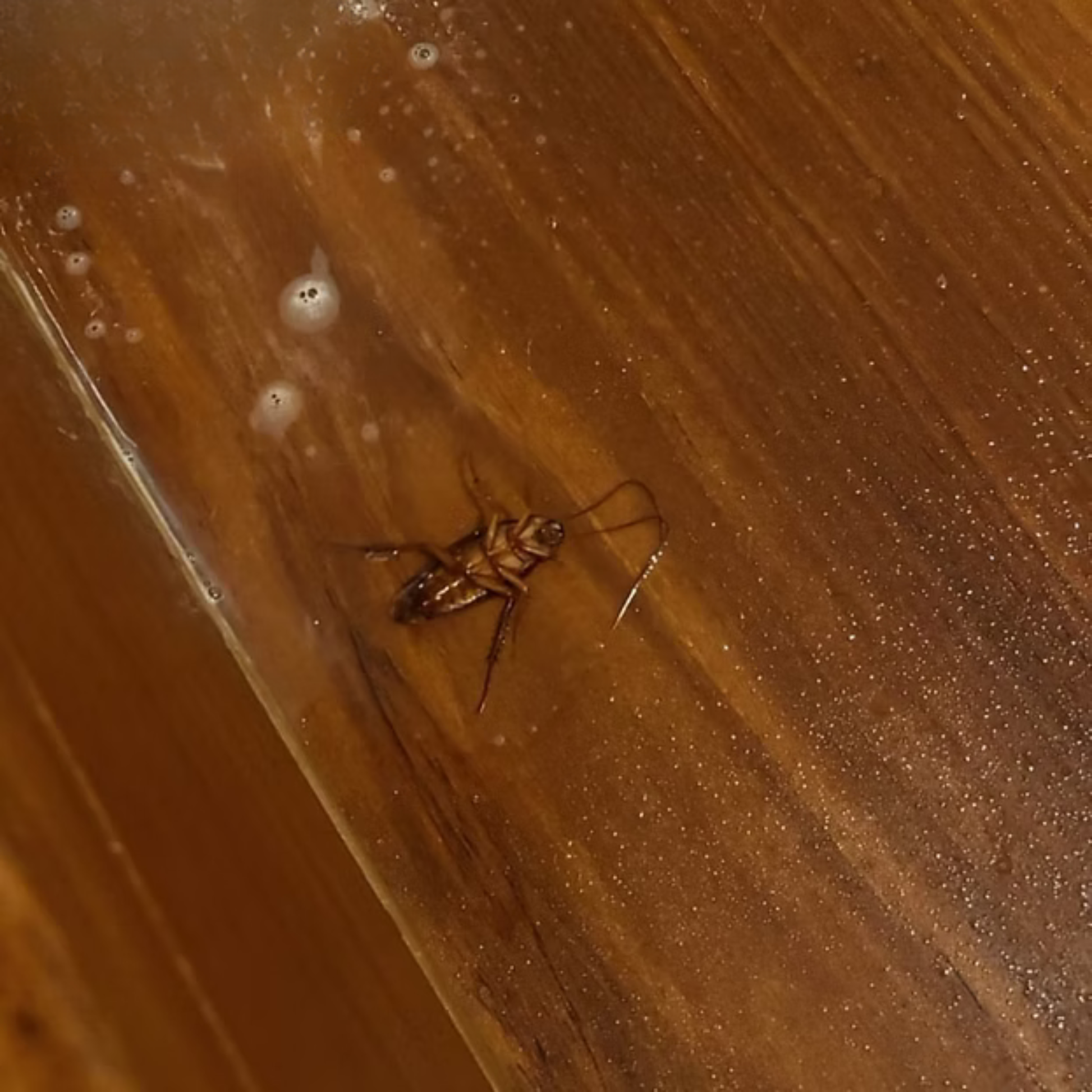 G-Natural Insecticide on cockcroach