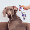 HICC Pet® 2X Power Wound & Antimicrobial Spray for Dogs & Cats