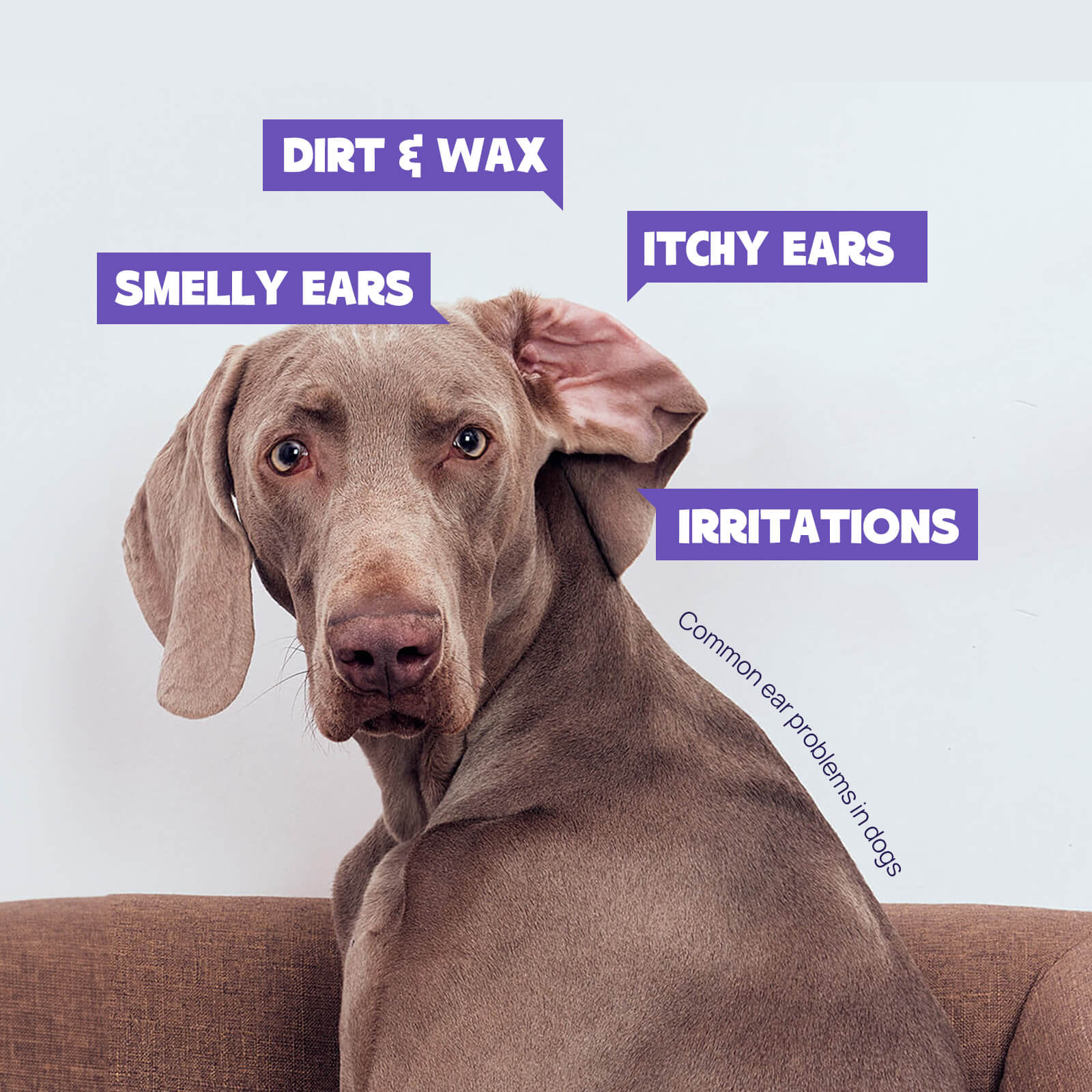 HICC Pet® Ear Rinse for Dogs & Cats