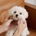 HICC Pet® Hypoallergenic Eye Wipes for Dogs & Cats