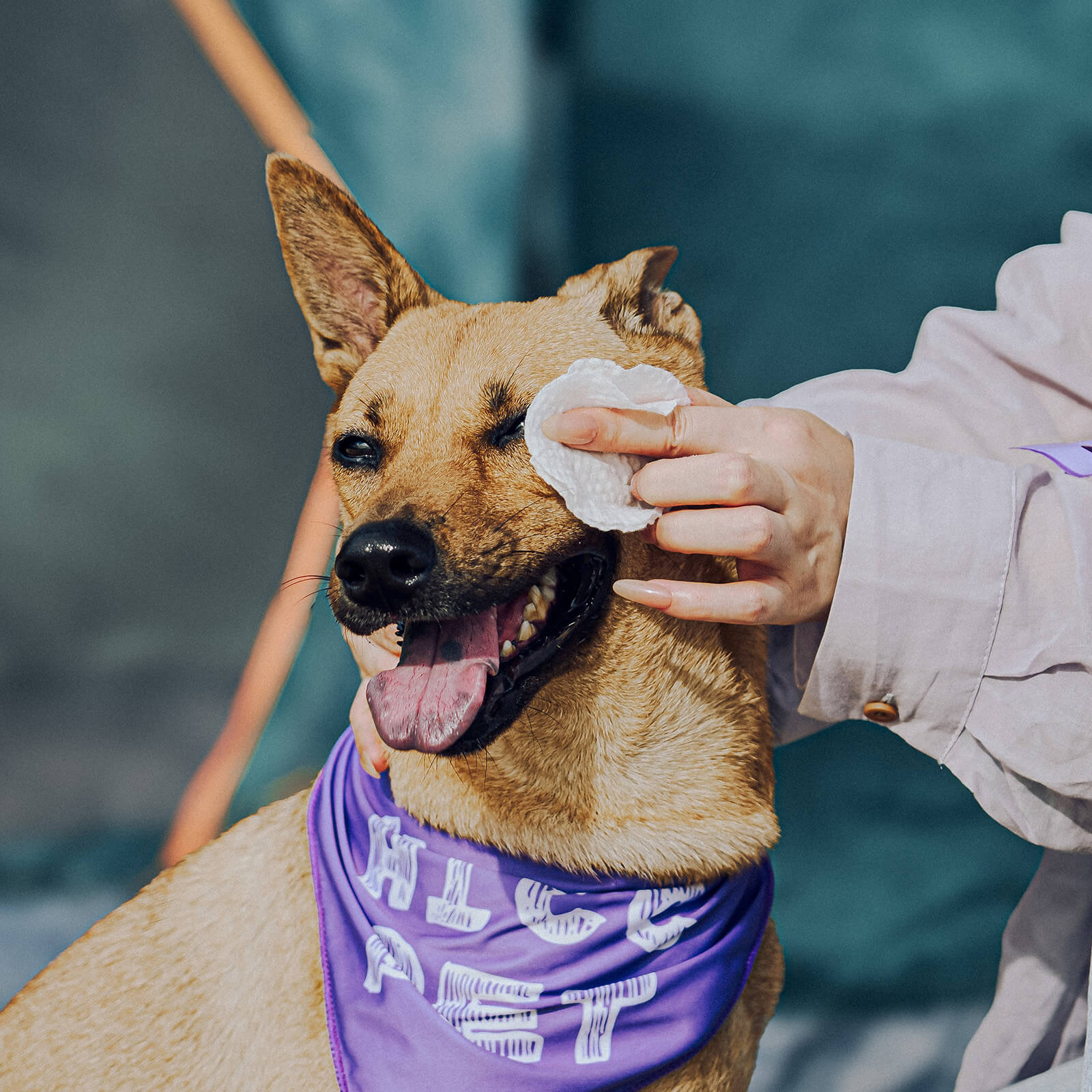 HICC Pet® Hypoallergenic Eye Wipes for Dogs & Cats