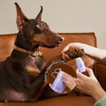 HICC Pet® Paw Butter for Dogs & Cats