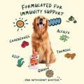 Golden retriever with Notti Joint Care's antioxidant ingredients — cranberry, alfalfa, turmeric, kelp and quinoa