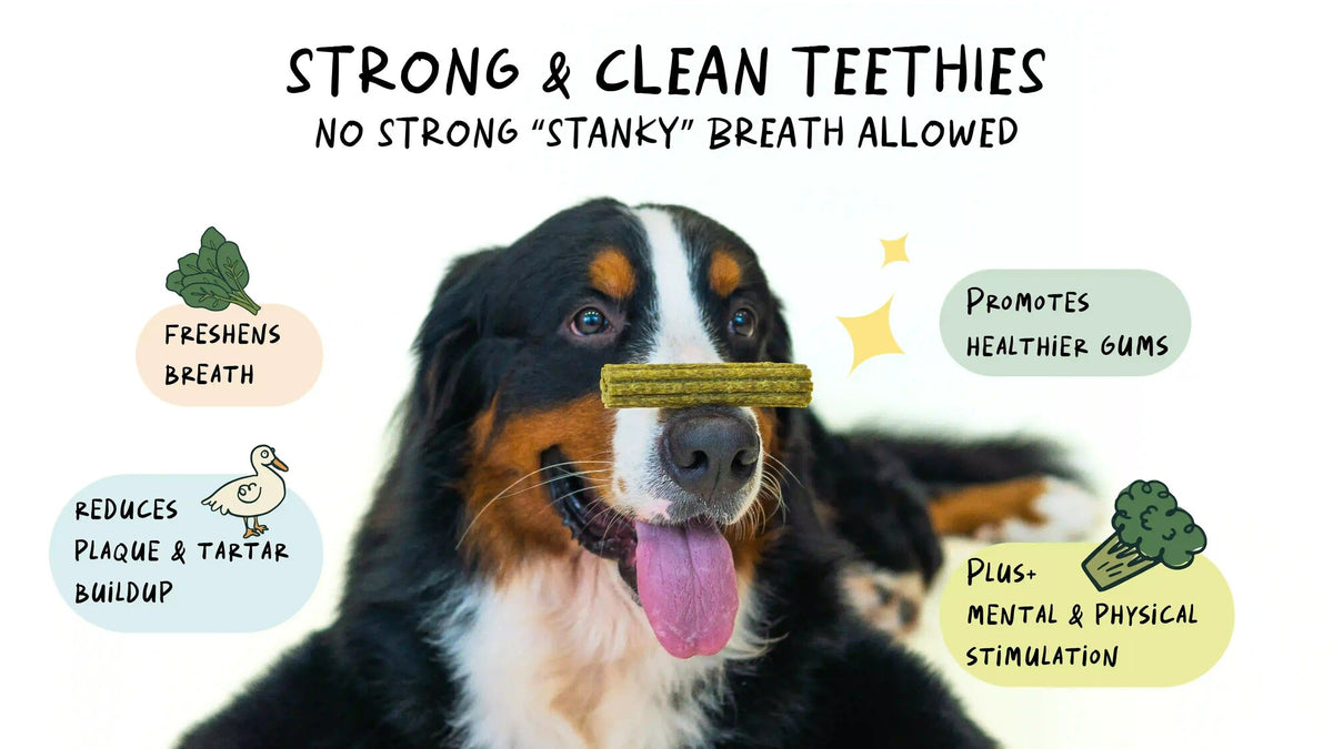 Bernese mountain dog with a Notti dental chew balanced on its nose. Freshens breath, reduces plaque and tartar build-up, supports healthier gums