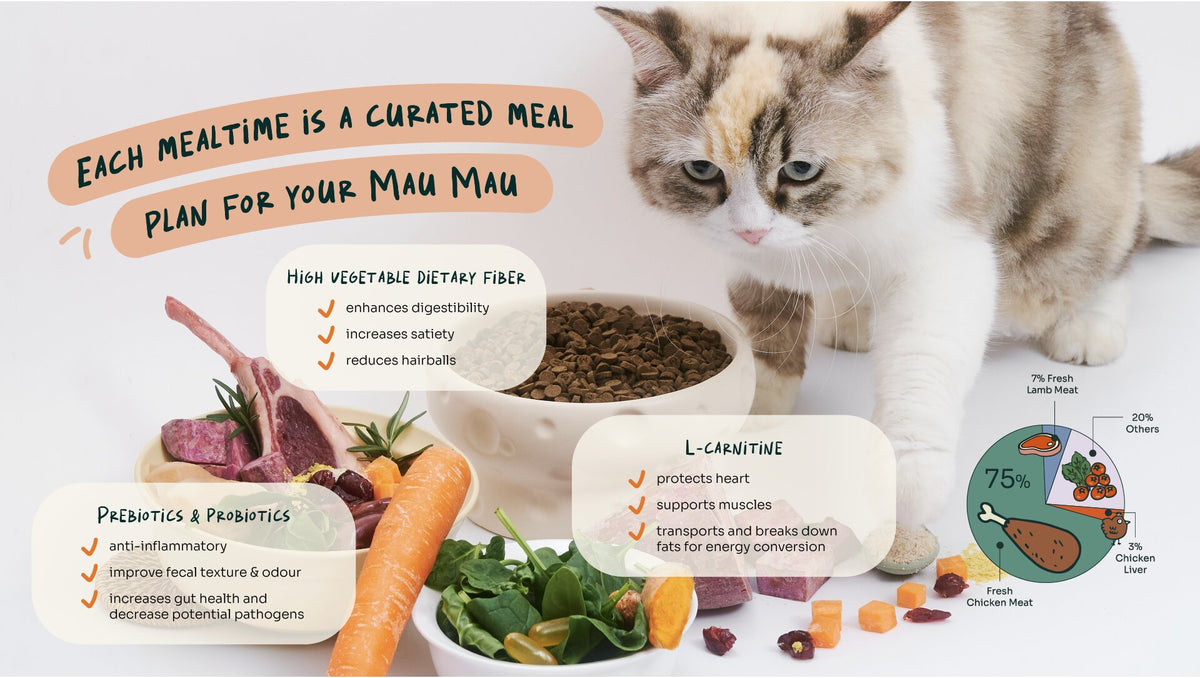 Cat beside fresh lamb, kibble and vegetables, highlighting high dietary fibre, prebiotics & probiotics, and L-carnitine benefits